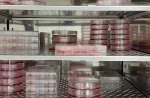 Cell culture